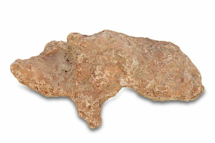 Fossil Tabulate Coral - Western Sahara, Morocco #289598